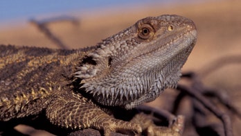 High temperatures make some lizards change sexes