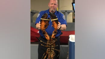 Live lobster found in luggage at Boston airport