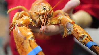 Colorful lobsters make rare catch for Fla. chef