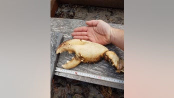 Lobzilla? Fear as fisherman finds giant claw from 'monster' lobster