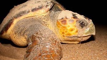 Rising temperatures could be bad news for male loggerhead turtles
