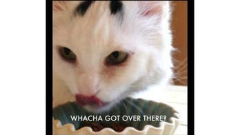 How to take lolcat photos