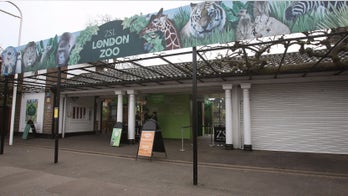 Gorilla escapes pen at London Zoo before being tranquilized