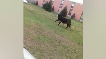 Gutsy cow bolts from slaughterhouse, goes to college