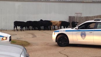 Dozens of cows wander streets after 18-wheeler crash in Mississippi