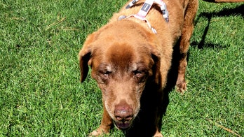 Lost dog finally home after spending 9 months alone in the Idaho mountains