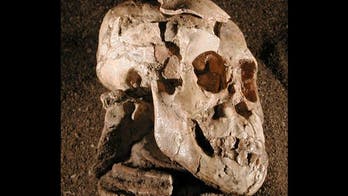 Early human 'Lucy' swung from the trees