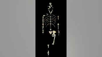 Fall from tree may have killed human ancestor Lucy, study suggests