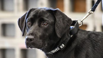 Ex-CIA officer: OK, so Lulu the lab wasn’t up to snuff at the CIA. She’s still as smart as me