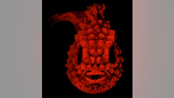 'Demonic' fish with spikes of armor glows red in terrifying photo