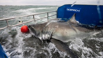 Great white mystery: Expedition to unravel shark secrets