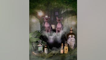 This adorable kitty looks like a werewolf: Here's why