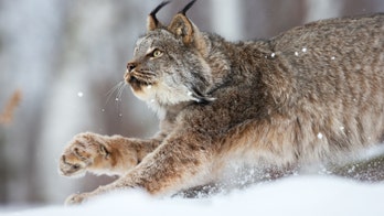 These two angry, yelling lynx are probably fighting about sex