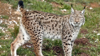Lynx on the loose after escaping from UK wildlife park