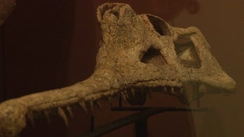 ‘Swamp monster’ skull found in Texas