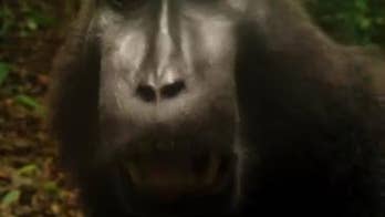 Watch this endangered monkey 'chat' with a camera