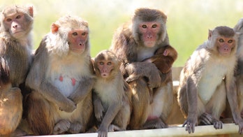 Male contraceptive 'hydrogel' passes test in rhesus monkeys