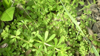 Herbs could be used as electric car battery cathodes