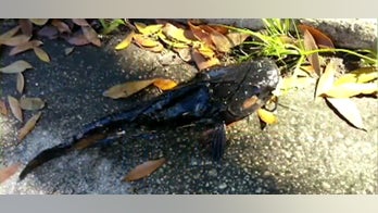 Catfish mailbox prank has residents on edge in Central Florida neighborhood