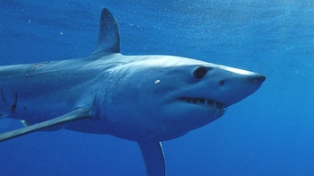 Shark skin studied by US military to make faster, more agile aircraft