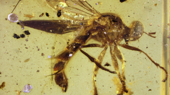 Extinct species of assassin fly found in amber