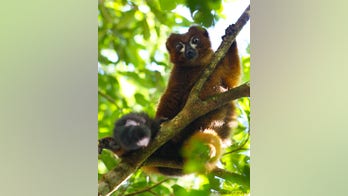 Facial-recognition software may help save Earth's most endangered mammals