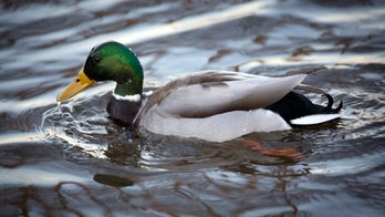 Think ducks are cute? This might change your mind