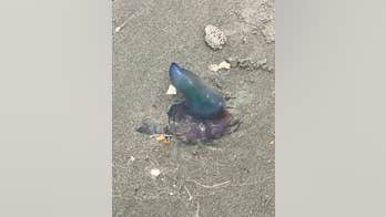 South Carolina officials warn beachgoers of venomous Portuguese men-of-war