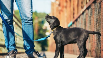 You may be walking your dog wrong, PETA founder says