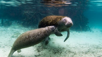 Florida manatee deaths decline, but starvation threat looms: report