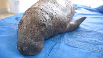Distressed baby manatee 'Mr. Bubble' now recovering happily after dramatic Florida rescue