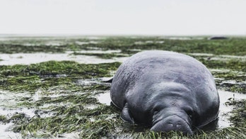 Hurricane Irma strands manatees on beach -- until Floridians come to the rescue