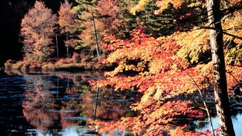 Dino-killing impact remade plant kingdom, too