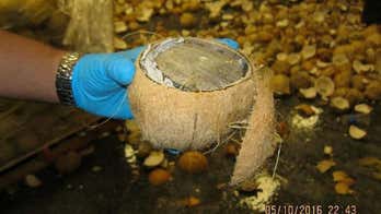 More than 1,000 pounds of marijuana spotted inside coconuts at border