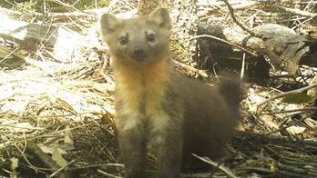 Marijuana farms are driving this adorable forest creature to extinction