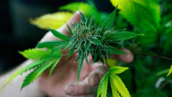 Denver marijuana industry is eating into area’s restaurant jobs