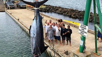 Hawaii fishermen reel in 1,073-pound blue marlin after hour-long struggle: It's like a 'sea monster'