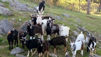 Massachusetts rescue farm overwhelmed by 50 goats, seeks the public's help