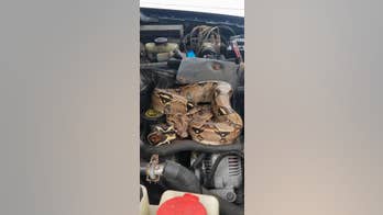 Massachusetts police capture 'jaw-dropping' boa constrictor from under car hood
