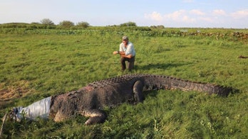 Monster croc the size of an SUV caught in Australia