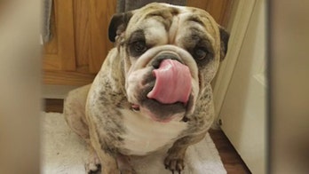 Dog drowns hours after it’s dropped off at Arizona pet resort