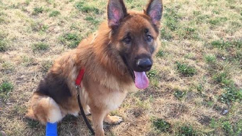 Officials rescue German shepherd who they say chewed off paw to escape abusive owner