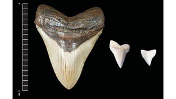 Giant megalodon shark teeth may have inspired Mayan monster myths