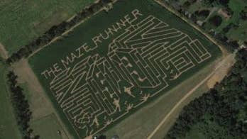 Visit the Maze Runner corn maze