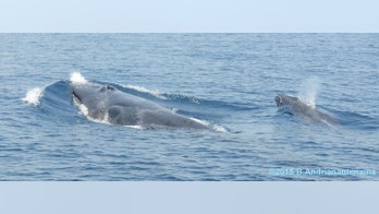 Scientists unraveling mystery of rare whales off Madagascar