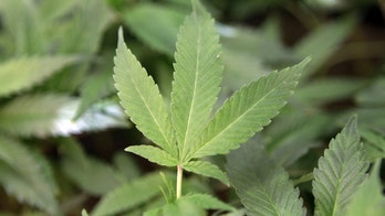 Study: Scant evidence that medical pot helps many illnesses