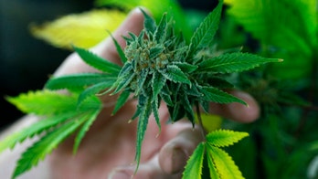 Alaska group takes steps to legalize marijuana