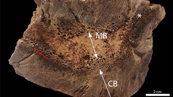 T. Rex was pregnant, bone test confirms