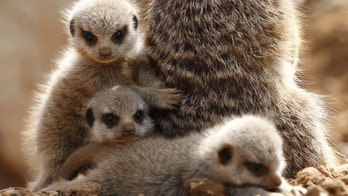 Meerkats kill their children in order to survive, new study shows