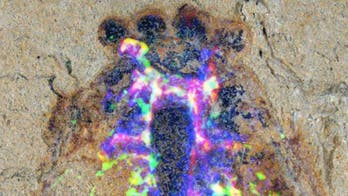 Ancient 4-eyed, mega-clawed creature had spider brain